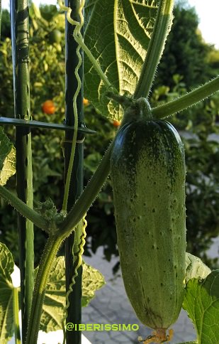 iberissimo's tweet photo. Tatsächlich diese Woche die letzte Topf-#Gurke geerntet. Das #mediterrane Klima macht es möglich. https://t.co/iiKEv3JzIH
