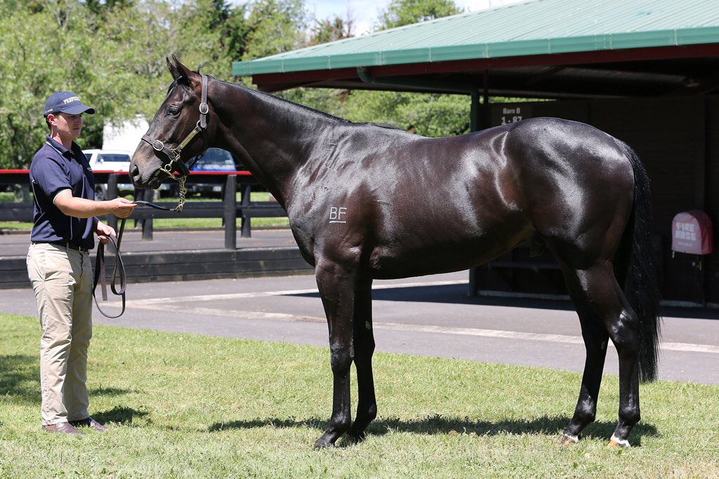 brighthillfarm's tweet photo. Cracking #perfectlyready colt ex Viscount mare lot 283 2yo Ready to run sale Barn B @KarakaChat @MickPriceRacing #BF Brand raised on the #TauwhareHills https://t.co/lbwn6Ws8BK