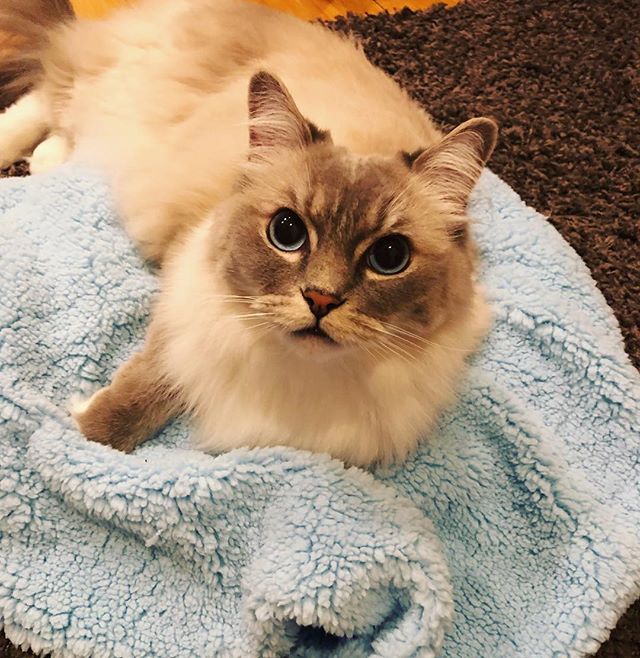CatGenie's tweet photo. Meet Loki, god of mischief and making biscuits 😻🐈#BlanCat #photooftheday @CatGenie https://t.co/qD024GO0PN https://t.co/Zk6acIPok8