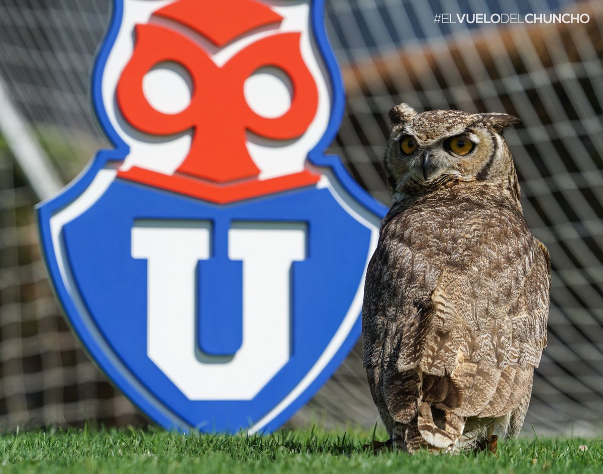udechile's tweet image. "El chuncho de la U simboliza la sabiduría, el conocimiento mutuo, la armonía entre el cuerpo y el espíritu, suprema aspiración del deporte bien entendido". #ElVueloDelChuncho