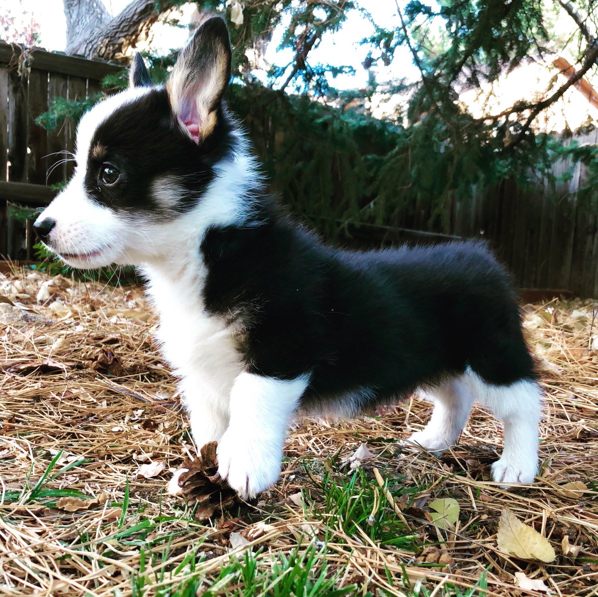 blue heeler great pyrenees