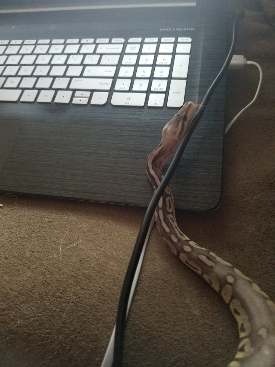 TheWaifuDay's tweet photo. On the internet no one knows you're a noodle. https://t.co/9G2Gd41p4m