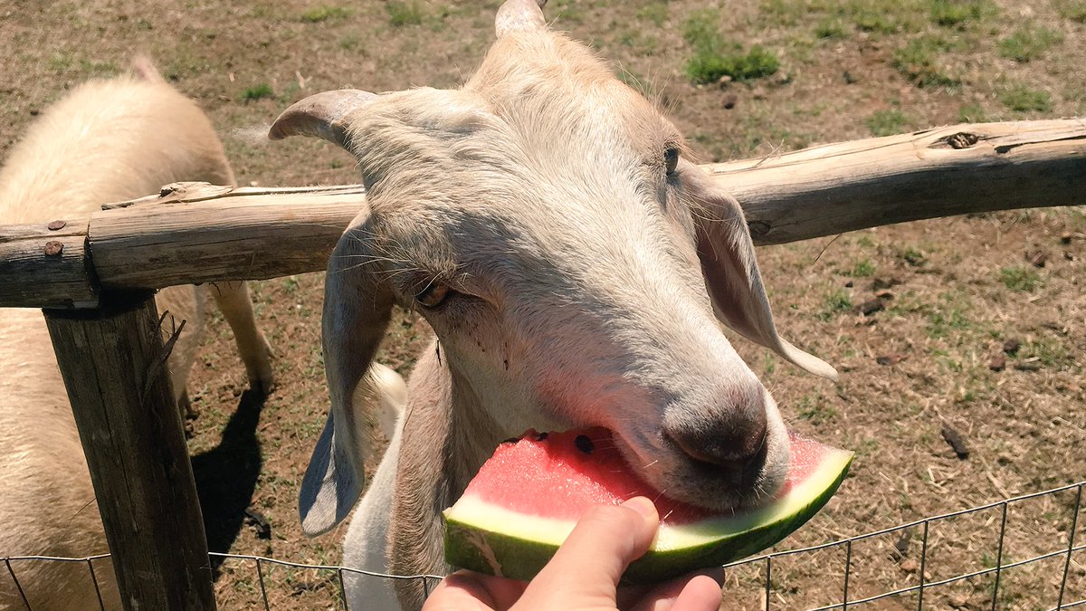 “An animal’s eyes have the power to speak a great language.” - Martin Buber