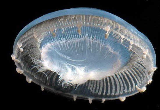 klip7's tweet photo. Imágenes mundo marino: hermosa imagen de meduza celeste [21-11-17] https://t.co/njdB46Ncmy https://t.co/P2AwXxqrTx