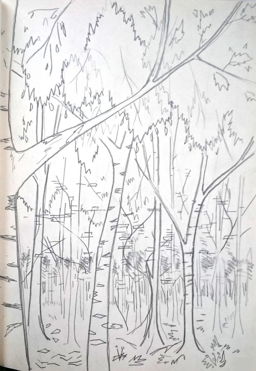 cottoncrop's tweet photo. #Pencildrawing #forest #aspen https://t.co/dpUsfrCeZZ