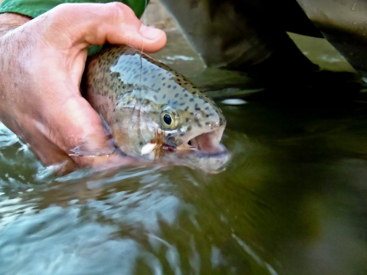 TPWDnews's tweet image. TPWD Announces Rainbow Trout Stocking Season in Texas
bit.ly/TroutStockSeas…