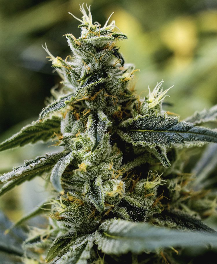 _THCDesign's tweet image. #EstateGrown THC Design Strawberry Banana🍓🍌
- A 70/30 Indica-dominant Hybrid developed by our
friends @DNAGenetics 🙌 goo.gl/2viqxh