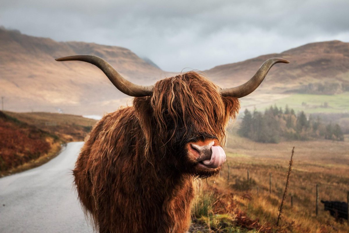 VisitScotland's tweet photo. Check out the tongue on this cheeky coo! 😛 Happy #Coosday!

📷 FB/Anton A. Andreev https://t.co/UhRygXV1mp
