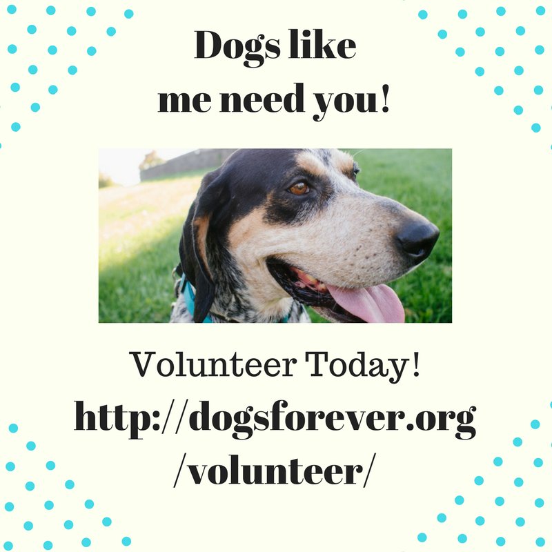DFSPrescue's tweet photo. Have you thought about volunteering for Dogs Forever? https://t.co/msnht5RtPJ