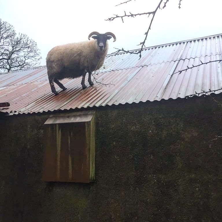 I've been in some handlins in my time but I think waking up to this takes the biscuit #handlin 🐏🐏