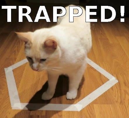 EscapeBranson's tweet photo. The animal version of an escape room! #escapebranson https://t.co/fmB3CAhKOy