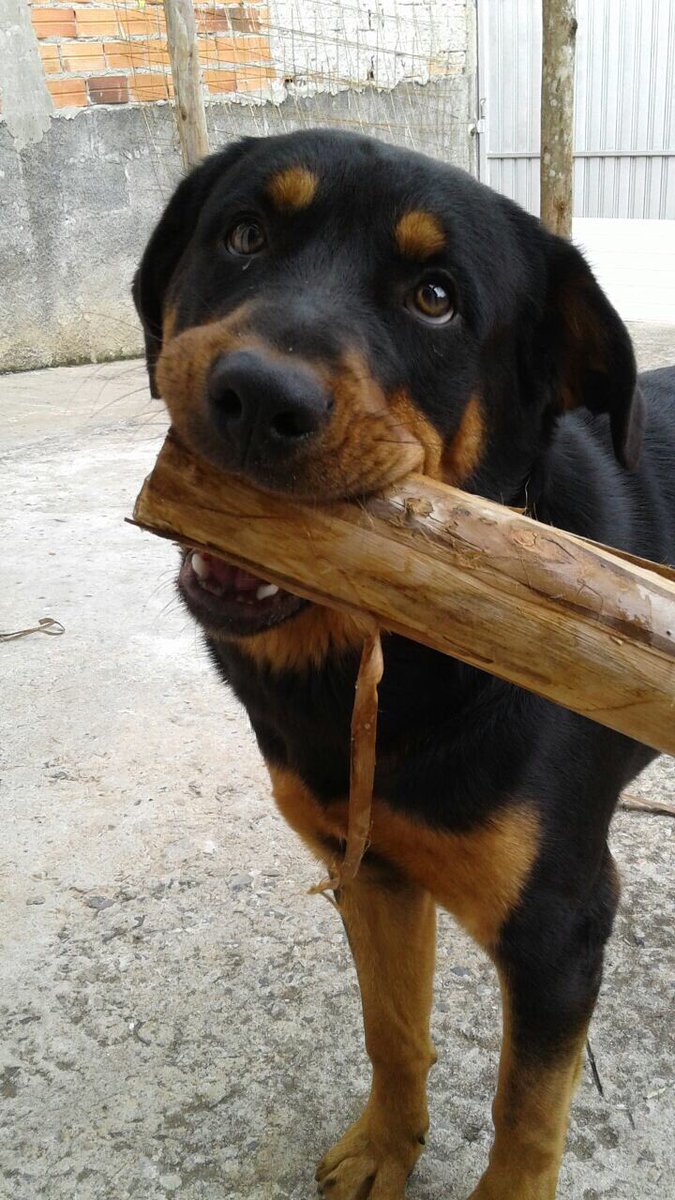 jgguks_'s tweet image. so apronta, pega até madeira  pra destruir kkkkk