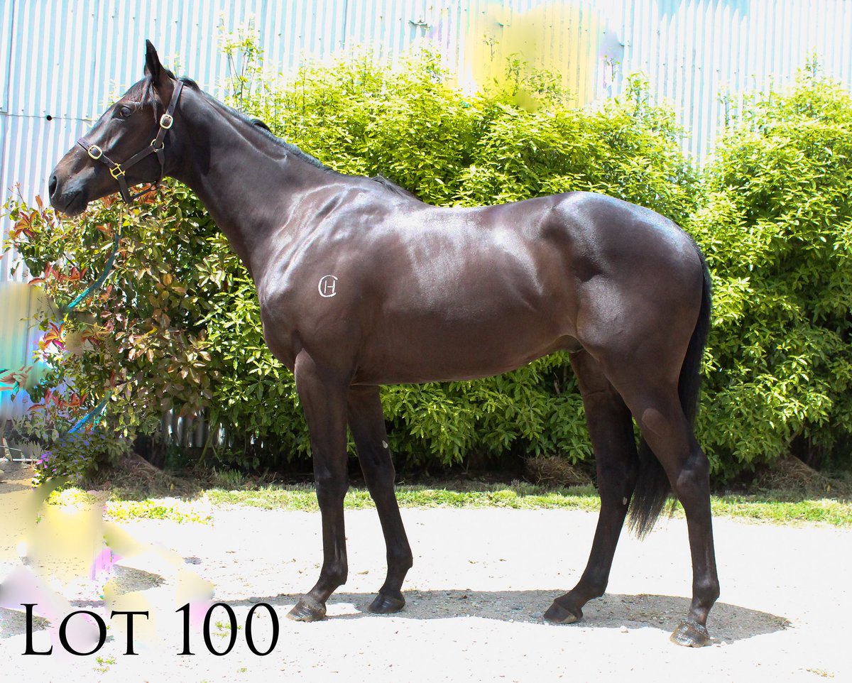 ChrissyBambry's tweet photo. Two lovely geldings going through the ring today @KarakaChat both breezing in the top 20% the 1st day is Breeze Ups #Lot71 #RocknPop #Lot100 #NomDuJeu https://t.co/GgbWYmxQRu