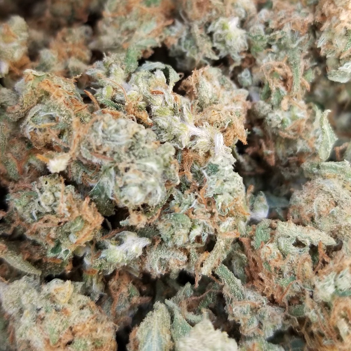 MinnMarijuana's tweet photo. RETWEET for weed....Man! https://t.co/HE5B4eNdAJ