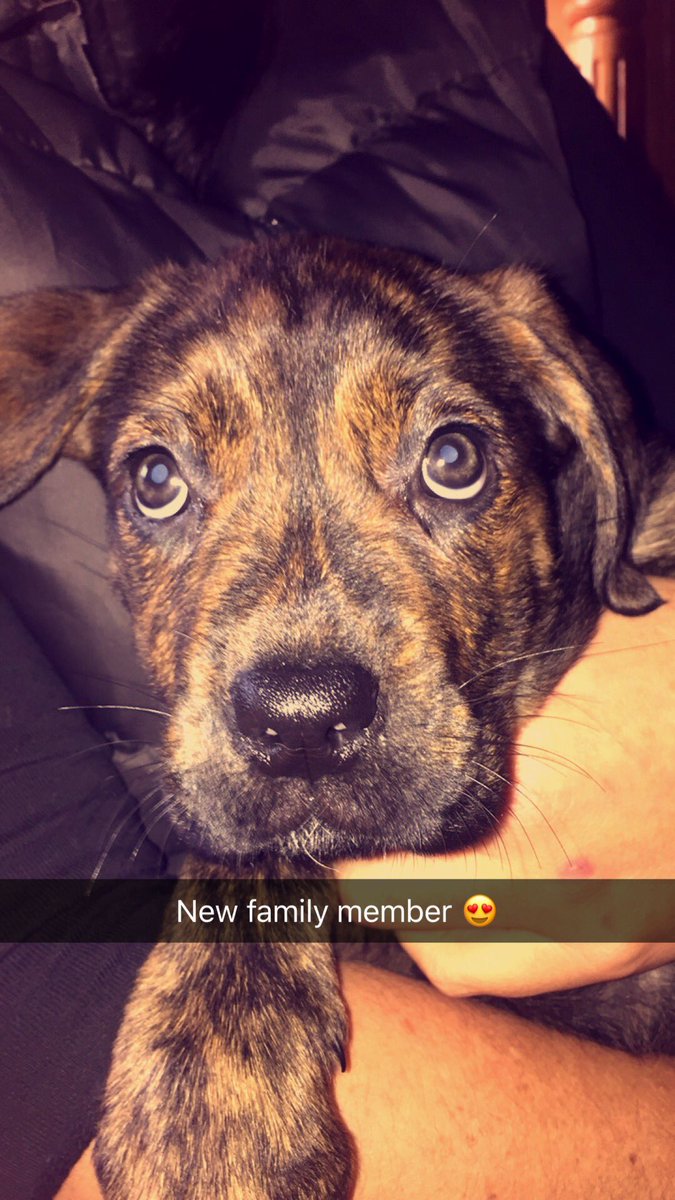 Cleoj16's tweet photo. @TheVampsBrad  knowing ur passion and love for dog look at my new puppy 🐶 from #dogstrust 🍑💓xx https://t.co/2TLAYECmFO
