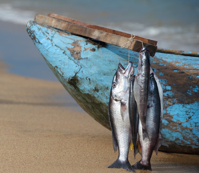 WorldFishCenter's tweet photo. Today is #WorldFisheriesDay, an opportunity to reflect on the importance of #sustainable and resilient fisheries. Click here to learn more about our work >> https://t.co/b96eEUzJ2z https://t.co/PlhIDh5G0S