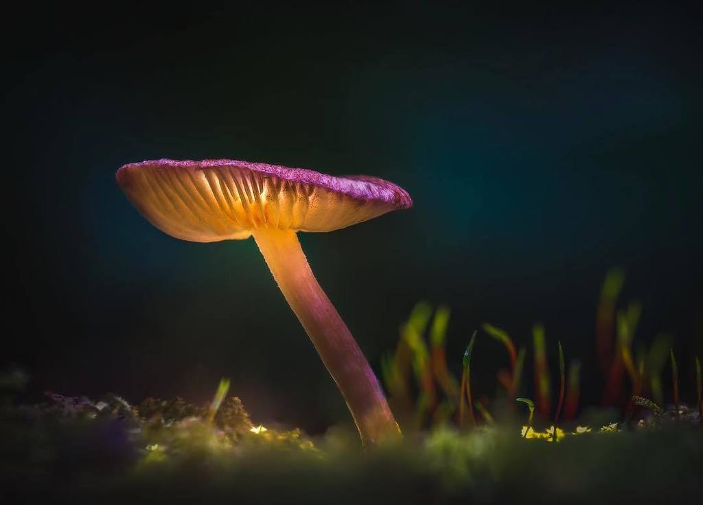 DanMontalbano's tweet photo. “Still Tripping”
Nikon D750, Tokina 100mm —————————————
#magic_marvels #igbest_macros #flowersandmacro #phototag_macro #macro_brilliance #macroworld_tr #macroexperience #macro_vision #top_macro #bns_macro #ig_bliss_macro #macro_delight #hot_macros #macro… https://t.co/sty3pY8jCJ https://t.co/TIpGAIRBC2