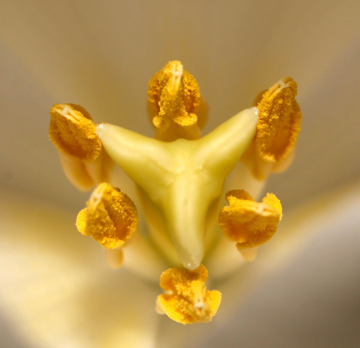 Het #gouden hart van een #tulp