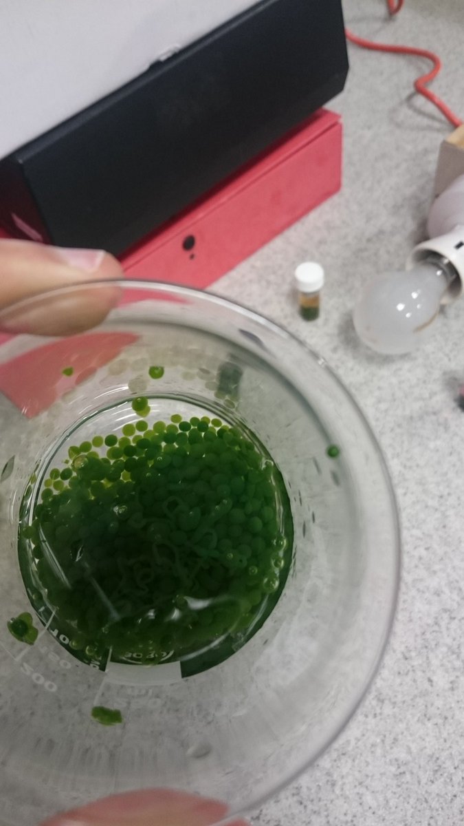 Miss_I_Iqbal's tweet photo. S3 investigation:  Photosynthesising Algal Beads!! #withlight #withoutlight #unit1 @SSERCofficial @SAPS_News https://t.co/i8qoCaakhh