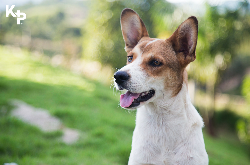 kingston_kp's tweet photo. Recent research has found that dogs can have the ability to "sniff out" illnesses in humans through subtle changes in our body's chemistry. https://t.co/BuRU4GDg2q https://t.co/RnSRZM8807