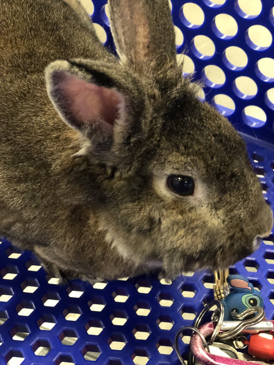 2701Petsmart's tweet photo. All eyes on these ears! Thanks for visiting us today Mickey! #petsmart #petsmart2701 https://t.co/QBXjIzI5Xi