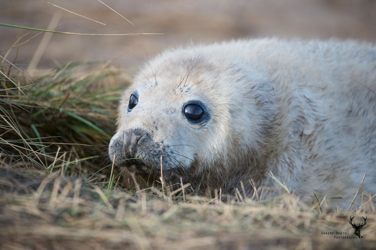 GraemeBoath1's tweet photo. A few from my recent trip to Donna Nook. #donnanook @LincsWildlife #wildlife #sea #seal #uk #lincolnshire #coast #photooftheday https://t.co/iLzUkRuZFm
