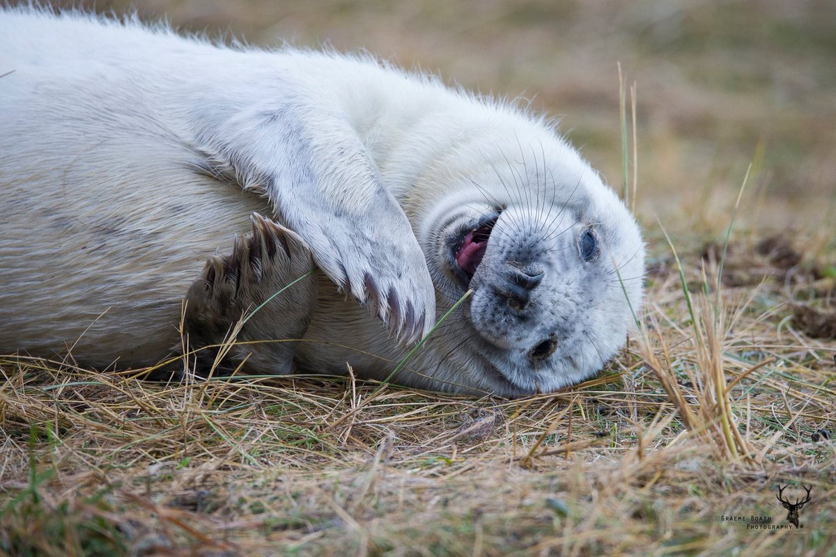 GraemeBoath1's tweet photo. A few from my recent trip to Donna Nook. #donnanook @LincsWildlife #wildlife #sea #seal #uk #lincolnshire #coast #photooftheday https://t.co/iLzUkRuZFm