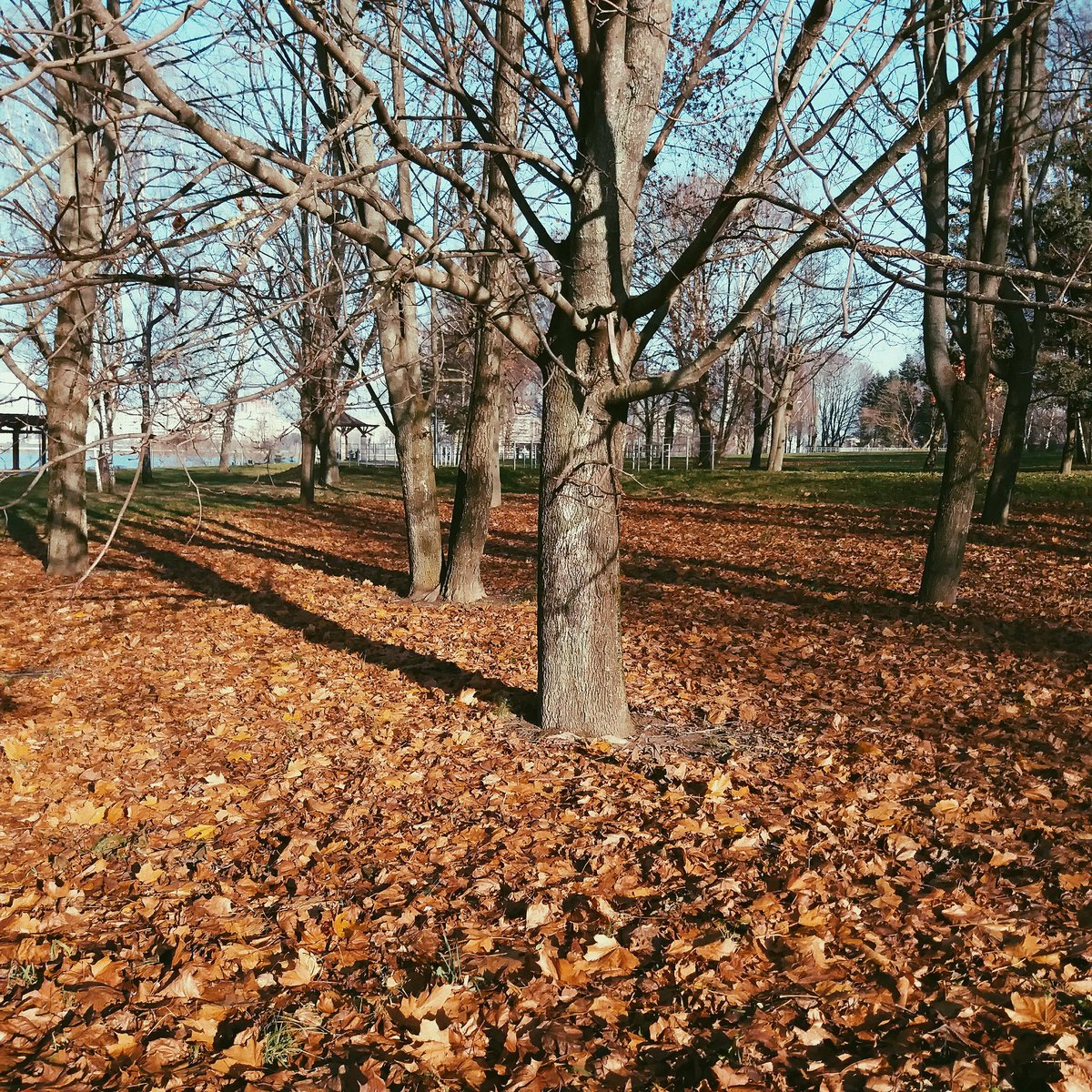 Maria89796626's tweet photo. The good weekend🖒❣
#photography #park #autumn #Minsk https://t.co/ADbuE07MQi