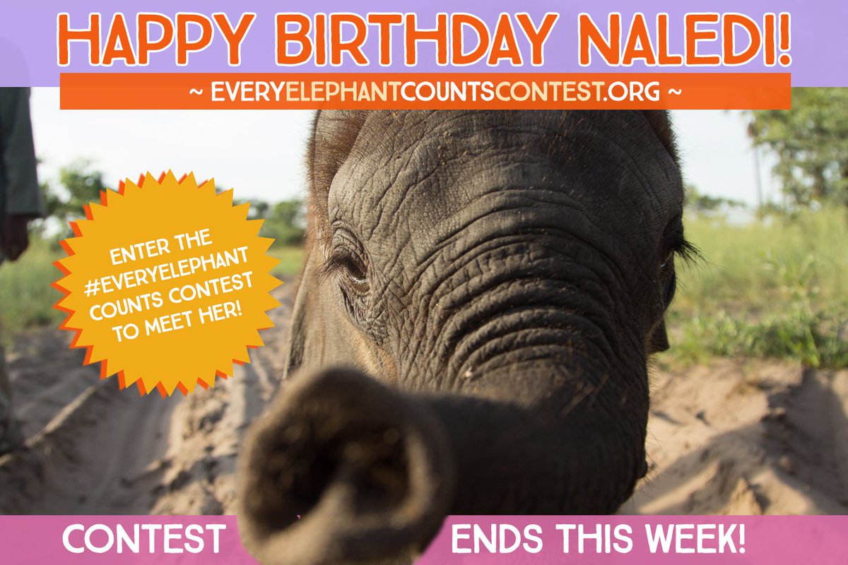 RangerRickMags's tweet photo. Happy 4th Birthday, Naledi! She's the inspirational elephant behind our #EveryElephant Counts Contest with @VulcanInc. This is the last week for students to enter the contest for a chance to win a trip to Africa for a true safari! https://t.co/q1SpfH9Rza https://t.co/fuxAZ0QyFM