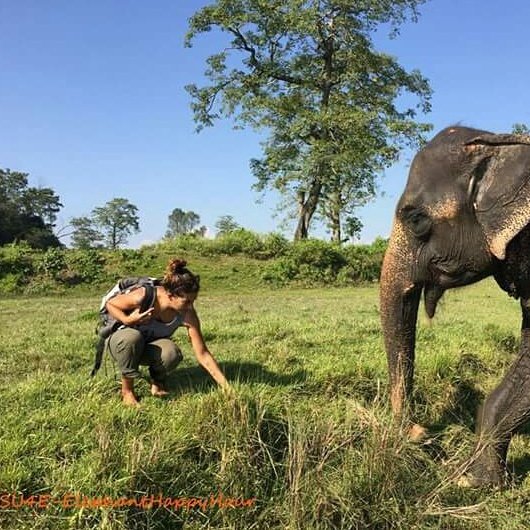 StUp4Elephants's tweet photo. Great News : SU4E started its #Elephant Happy Hour programme! 
No shackles no saddle, tourists just accompany the elephant who does what he wishes to do, walking at his own pace, splashing in the river or showering in dust, foraging in the jungle, scratching, … https://t.co/hyIkfg4eNq