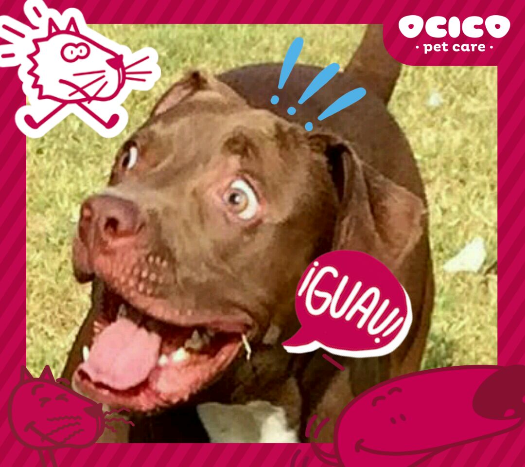 haeslava's tweet photo. @CanalCapital #AExpopetConCapital quiero llevar a mi perrito max y ver todas las actividades.. https://t.co/MvhJH8rrCF