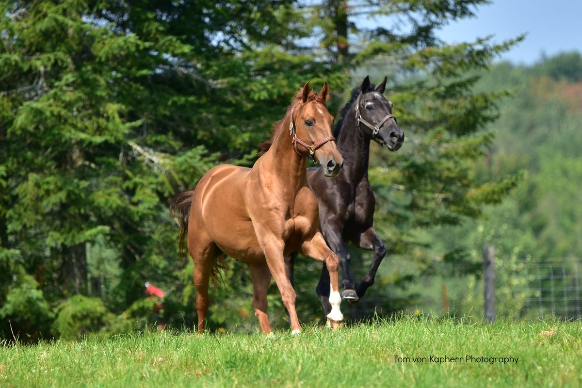 BackInBromont's tweet photo. Atlantis and Theodore, fall photo shoot. Tom von Kapherr Photography. com https://t.co/QaX8PandUM