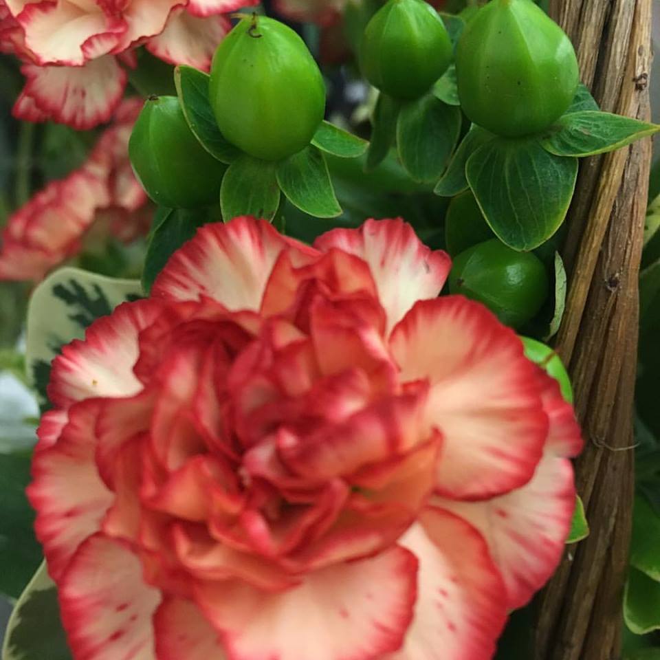 Shop at #Florists.com and save 25% on your next order. Click here to get your #coupon. bit.ly/2vnnC6m