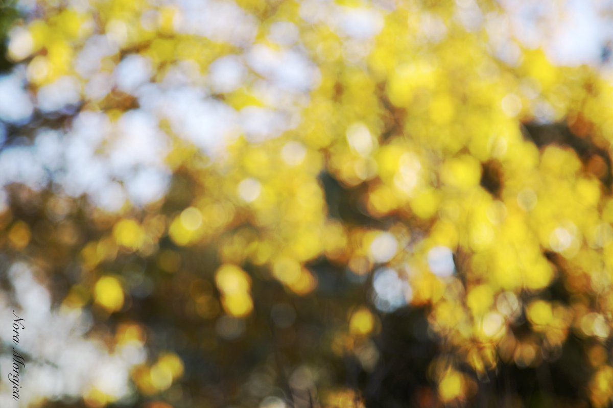 Nora_Morajea's tweet photo. Out of focus 
Taken Using: Canon 5D Mark iii https://t.co/nQASUPmx55