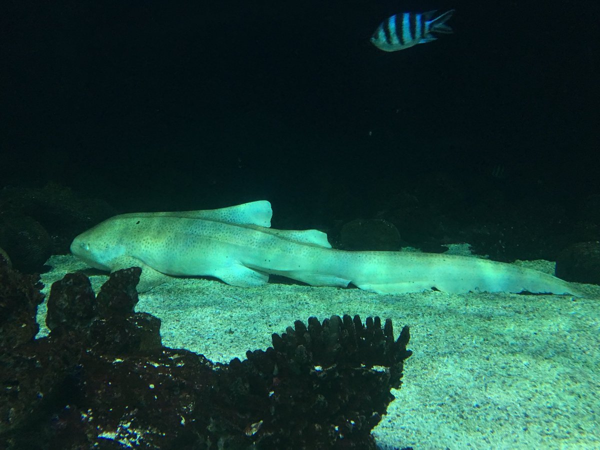 Ottomanswag's tweet photo. The Epaulette shark has side (pectoral) fins that are great for scrambling over reef beds and tide pools while hunting crabs and worms #Kusec https://t.co/ID7EayeQVk