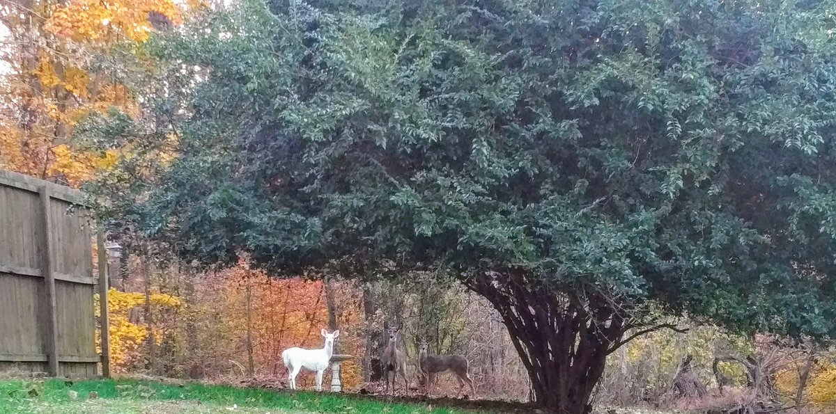 Showcase Magazine tweet media