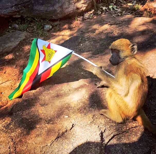 Zimtweets's tweet photo. Nyika yese irikufara https://t.co/F0C1iobHaK