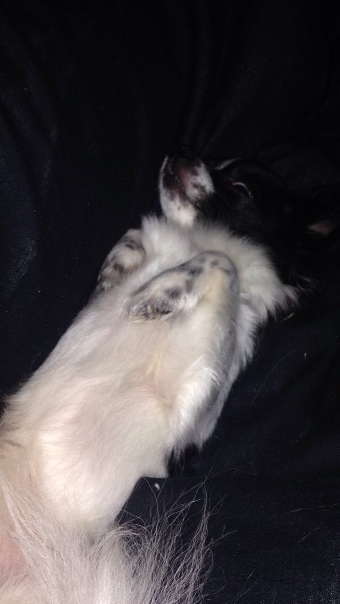 Mellyk1978's tweet photo. Best dog ever #lovemymarnie https://t.co/z8PJsJ8t9O