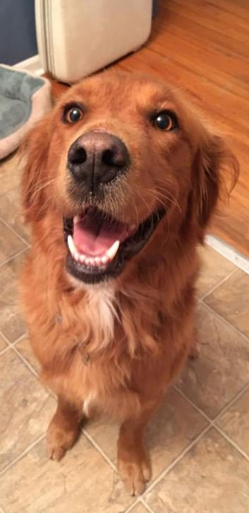 KWCH12's tweet image. Veterinarians advise avoiding feeding table scraps to pets. 

Here's why: kwch.com/content/news/V… #KWCH12