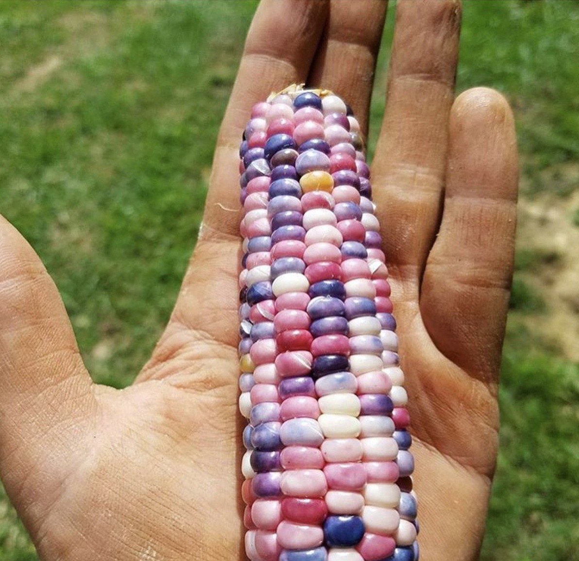 Whitney_Farms's tweet photo. Corn porn 🌽😍 #corn #eattherainbow (📸: IG the_sunkissed_kitchen) https://t.co/9WTnYvciIb