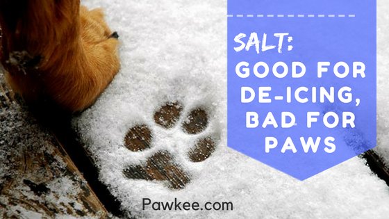 PawkeePets's tweet photo. Treat your dog’s paws with a balm before and after walks to prevent them drying out. #dogspaws #dogwalking #dogwalking #dogstoronto via @PawkeePets https://t.co/pnyAEoJlZv https://t.co/UhG9q5l6mi