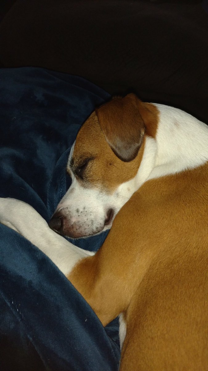 Trixie_Charlie's tweet photo. How can something so cute be so vicious? My little guard dog. ππ #dogsoftwitter #boxerbeagle #boxerdog #naptime https://t.co/RwgwETMCQ0