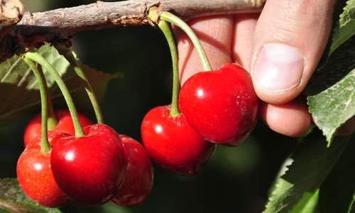 PublicARG's tweet photo. ALERTA POR LA PRESENCIA DE UNA NUEVA PLAGA EN FRUTALES

https://t.co/eppf4k4OGw https://t.co/M2NCzEllSe