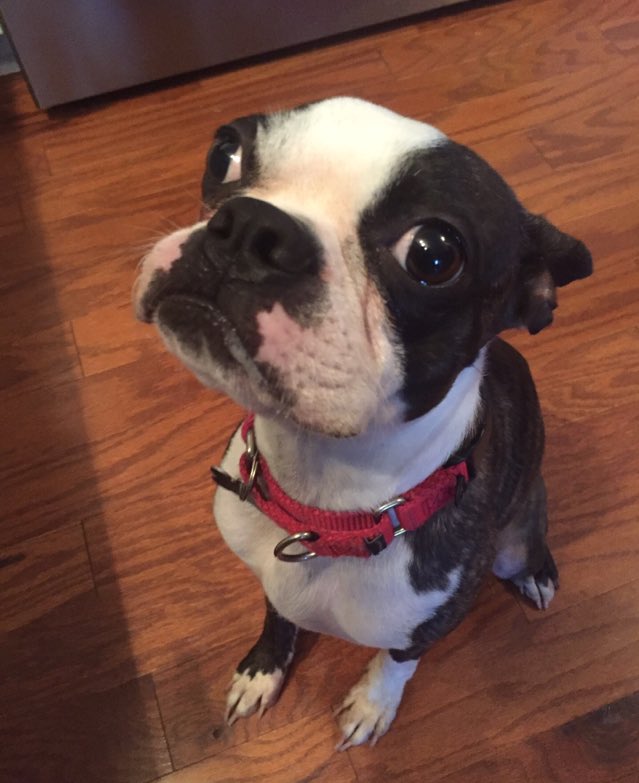 Benji is going to sit right here &amp; be a good boy till his forever home is found! Kidding! He’s going to play &amp; be a puppy w lots of energy till the right family comes along! #ADOPT #dogs nebtr.org/fosters.html