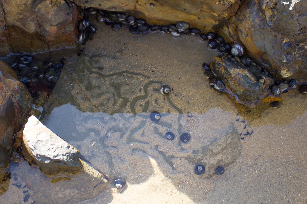 _kdfoto's tweet photo. Having insane withdrawals from this place filled with beauty & life 😭😭💙💙
#crystalcove #tidepools #wavy #lettheseasetyoufree #barnicles #hermitcrab #ocean #naturephotography #canon #oceanconservation #sealife https://t.co/Gl7aqojqYQ