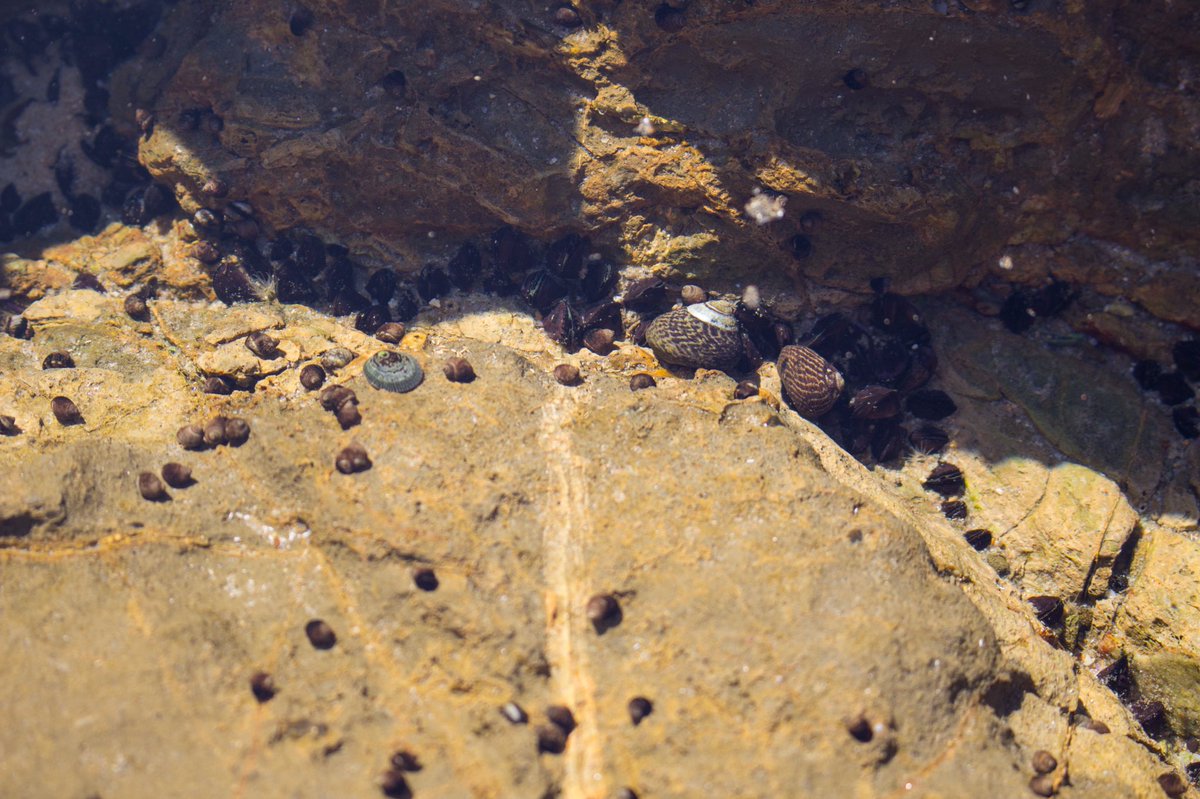 _kdfoto's tweet photo. Having insane withdrawals from this place filled with beauty & life 😭😭💙💙
#crystalcove #tidepools #wavy #lettheseasetyoufree #barnicles #hermitcrab #ocean #naturephotography #canon #oceanconservation #sealife https://t.co/Gl7aqojqYQ