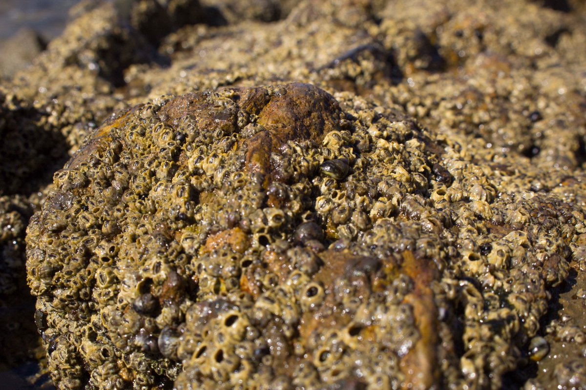 _kdfoto's tweet photo. Having insane withdrawals from this place filled with beauty & life 😭😭💙💙
#crystalcove #tidepools #wavy #lettheseasetyoufree #barnicles #hermitcrab #ocean #naturephotography #canon #oceanconservation #sealife https://t.co/Gl7aqojqYQ