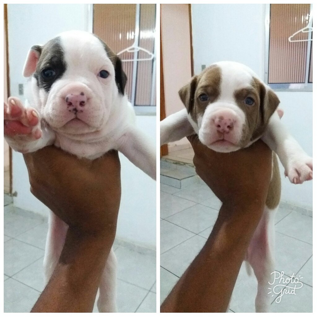 Bieel_cdc's tweet photo. Filhotes da safira estão grandão kkk love pit bulls https://t.co/cj7DHhAuNp