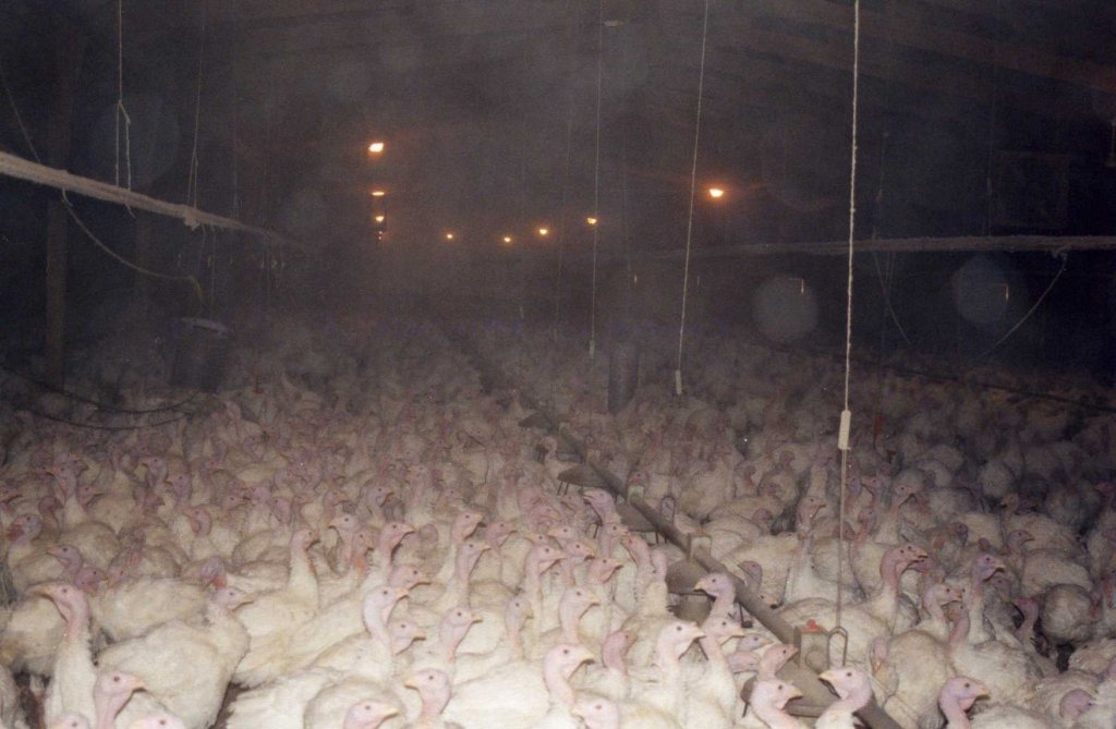 peta's tweet photo. 45 million turkeys had to live like THIS just so they could be killed for #Thanksgiving. https://t.co/exb0ftDgyB