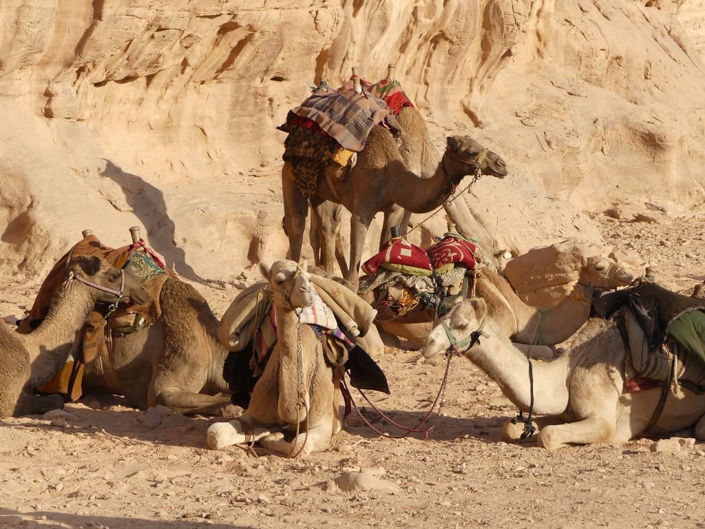 Elizabeth Willoughby tweet media